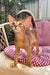 Clint | Abyssinian Kitten