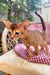 Clint | Abyssinian Kitten