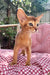 Clint | Abyssinian Kitten
