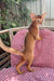 Clint | Abyssinian Kitten