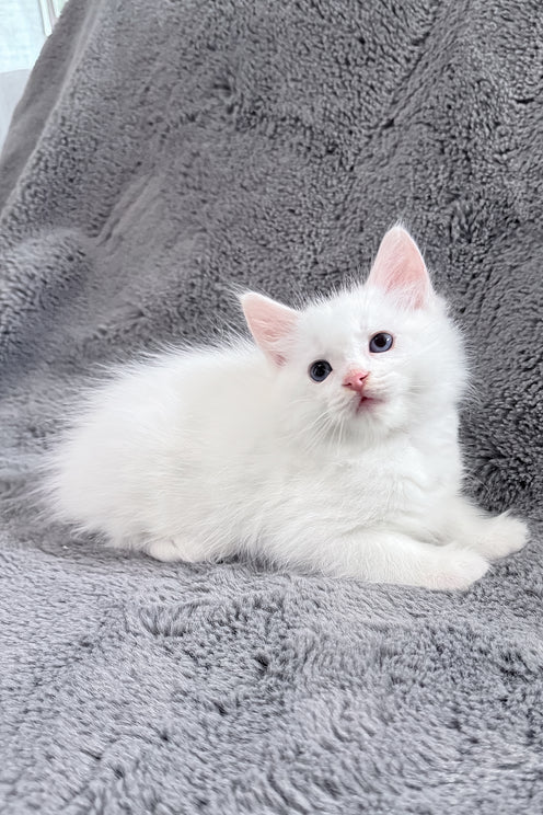 Cloud | Ragdoll Kitten