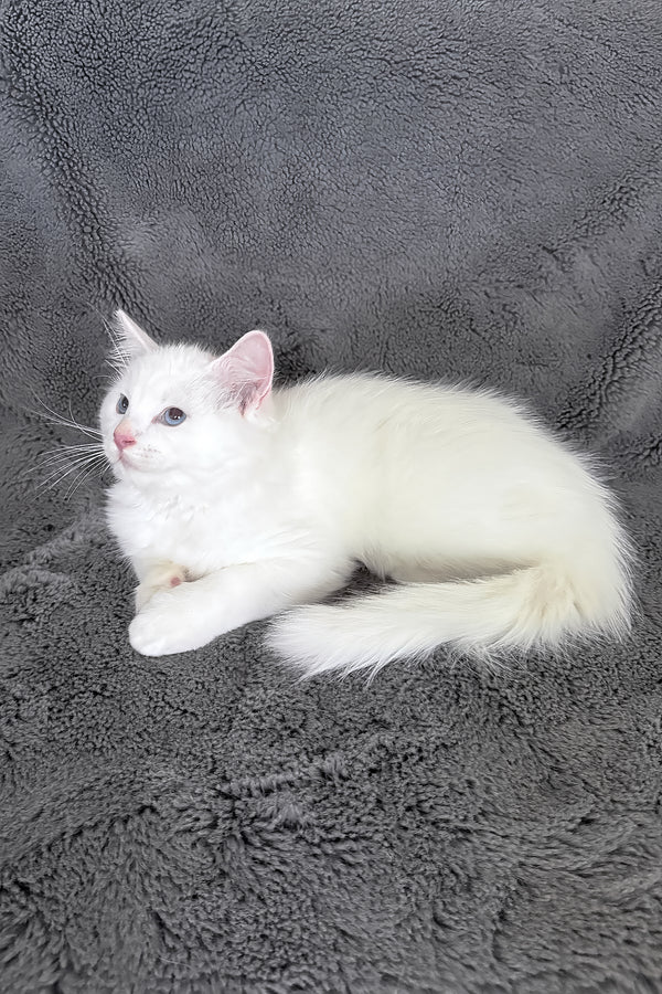Cloud | Ragdoll Kitten