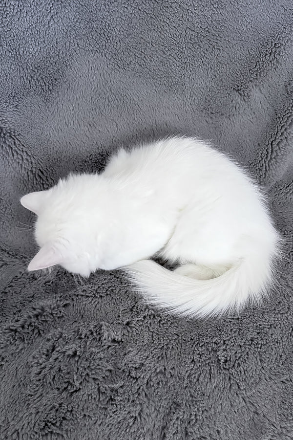 Cloud | Ragdoll Kitten
