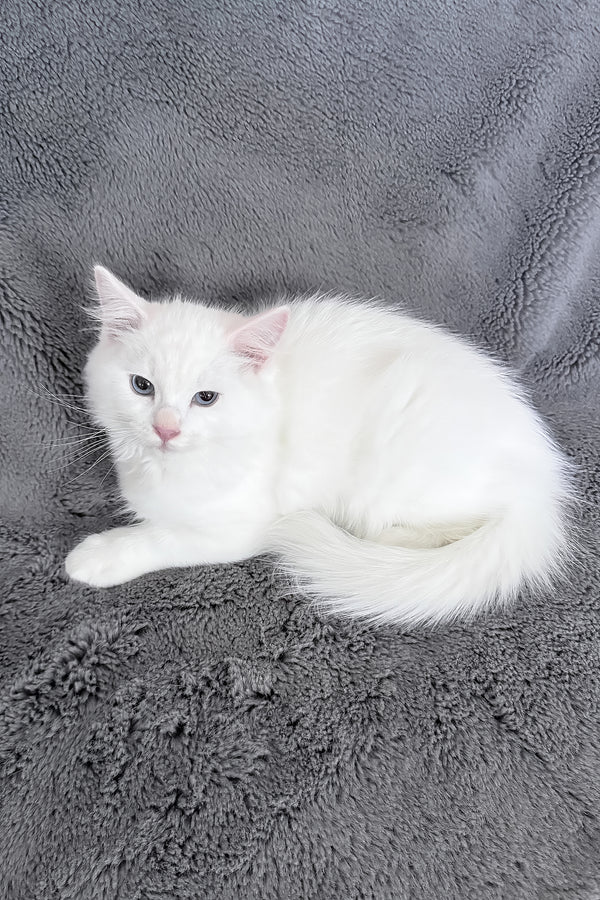 Cloud | Ragdoll Kitten
