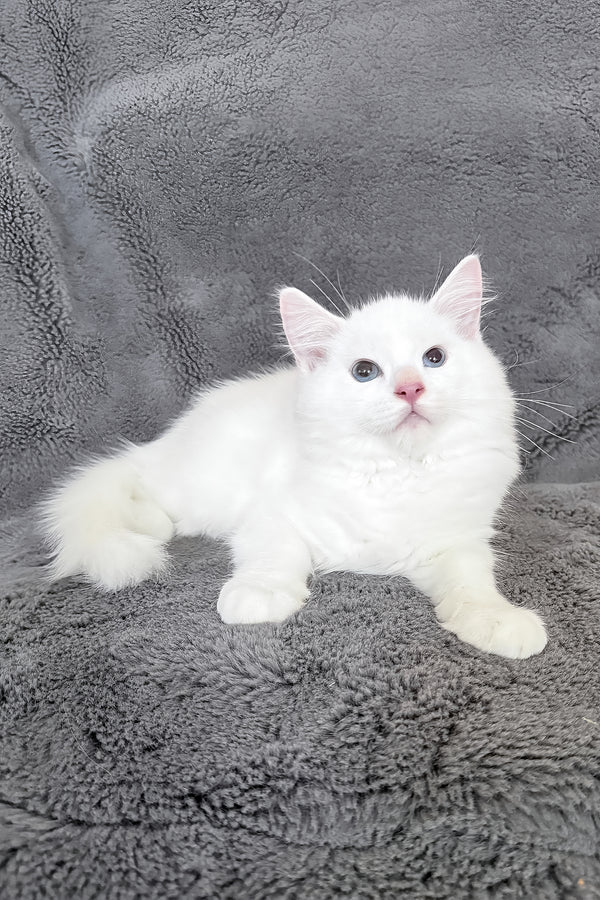 Cloud | Ragdoll Kitten