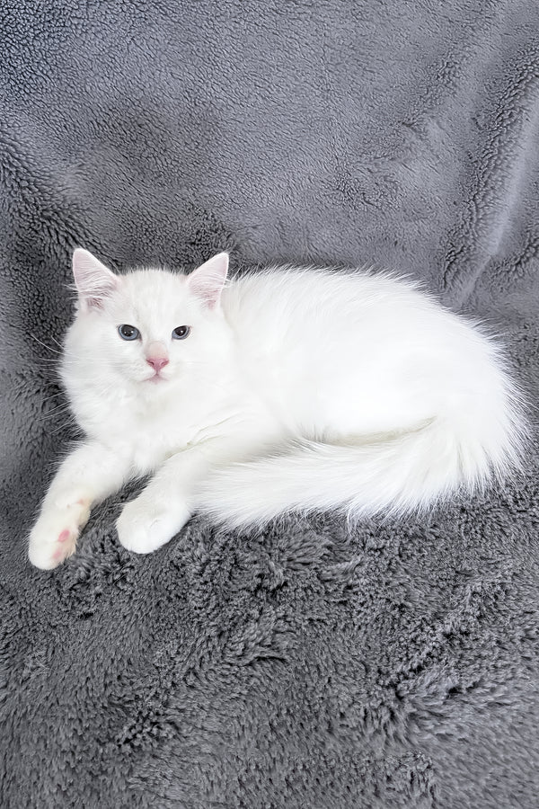 Cloud | Ragdoll Kitten