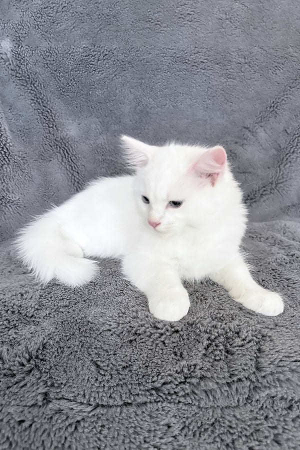 Cloud | Ragdoll Kitten