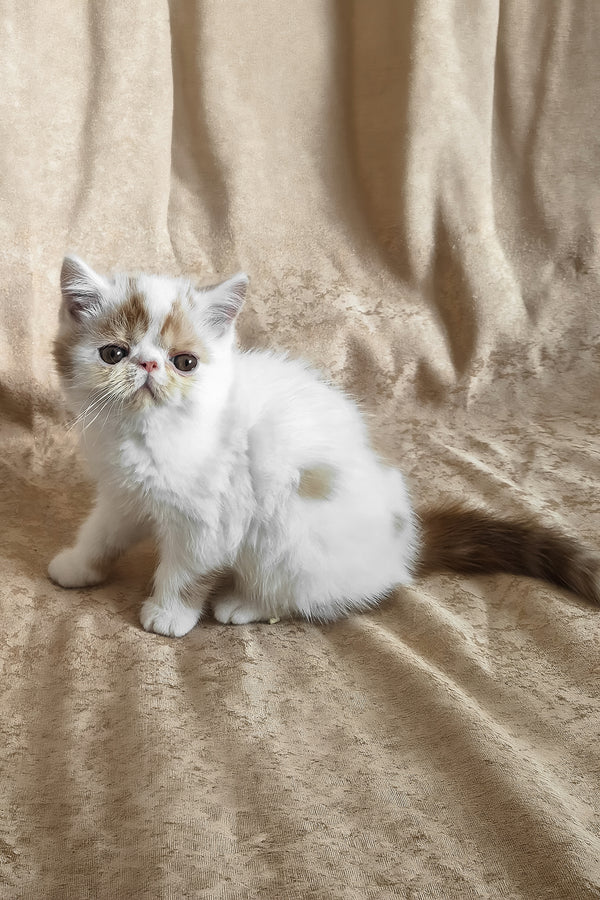 Cocco | Exotic Shorthair Kitten