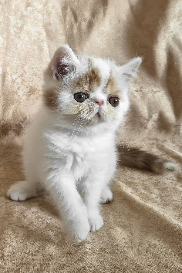Cocco | Exotic Shorthair Kitten