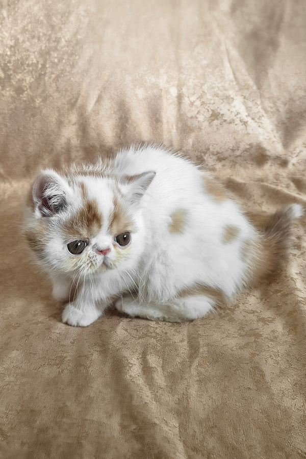 Cocco | Exotic Shorthair Kitten