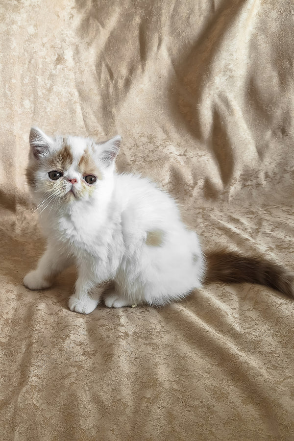 Cocco | Exotic Shorthair Kitten