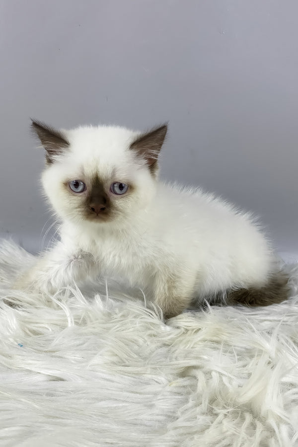 Coco | British Shorthair Kitten
