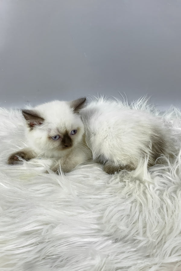 Coco | British Shorthair Kitten