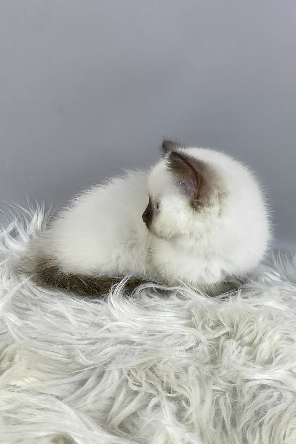 Coco | British Shorthair Kitten