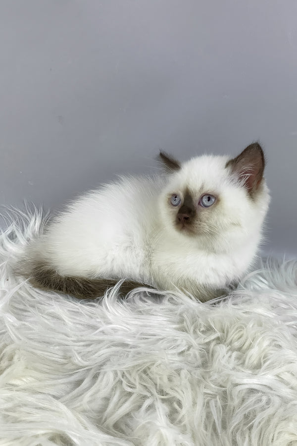 Coco | British Shorthair Kitten