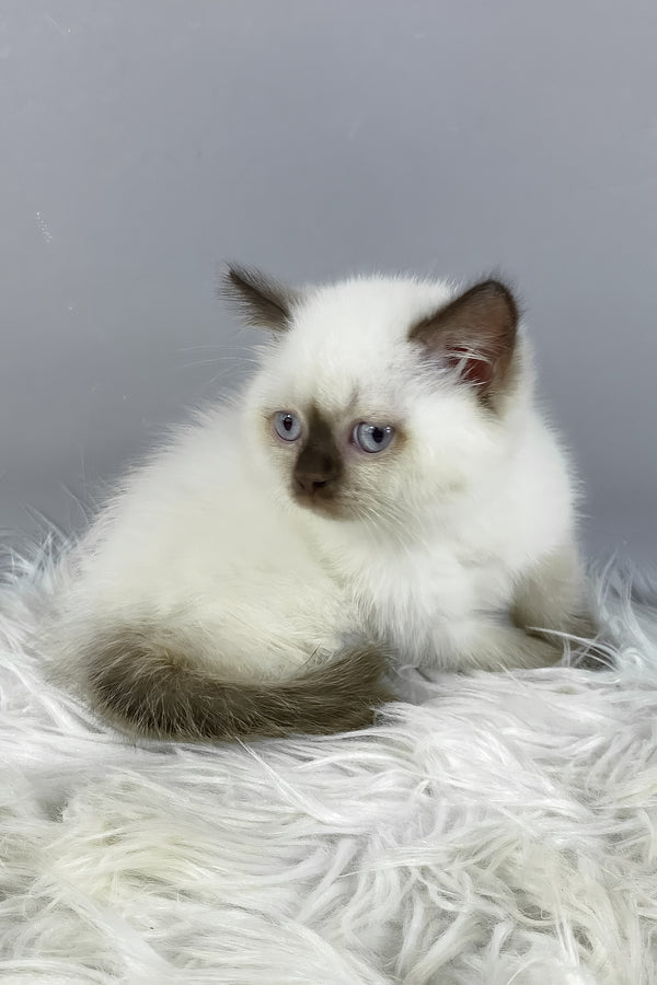 Coco | British Shorthair Kitten
