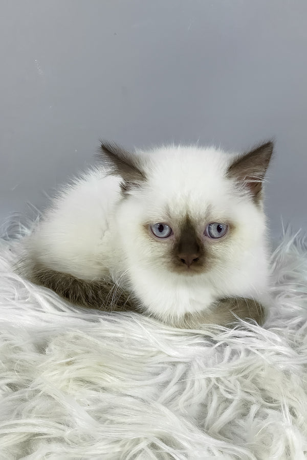 Coco | British Shorthair Kitten