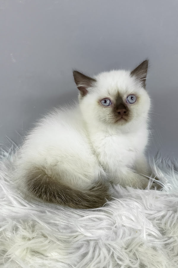Coco | British Shorthair Kitten