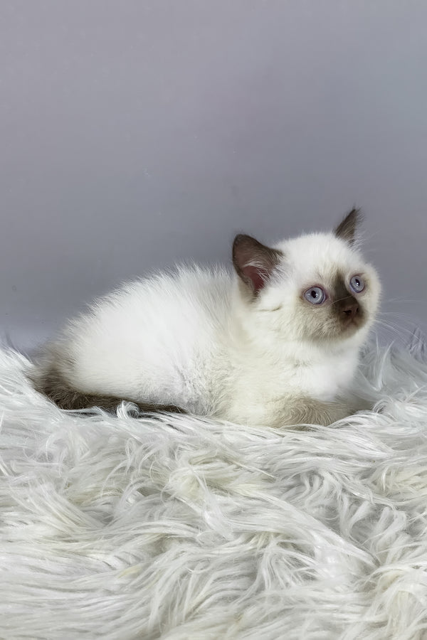Coco | British Shorthair Kitten