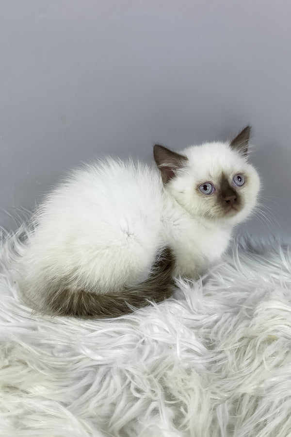 Coco | British Shorthair Kitten