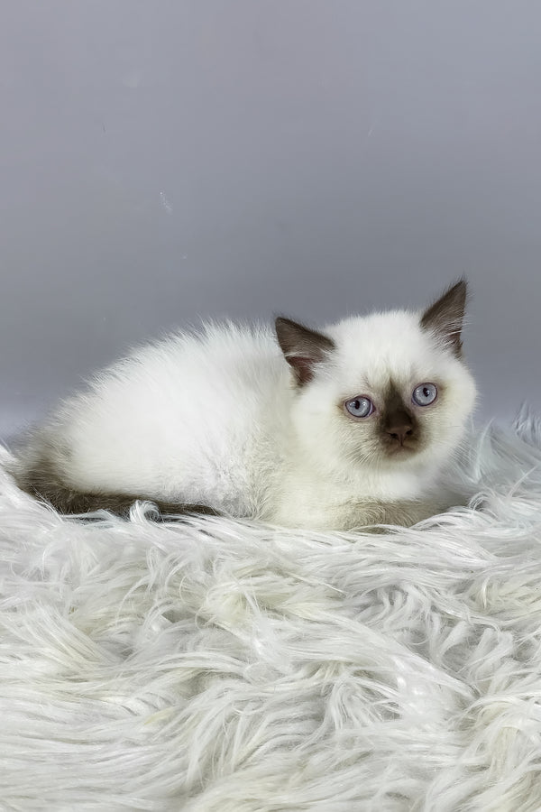 Coco | British Shorthair Kitten