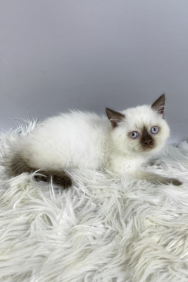 Coco | British Shorthair Kitten
