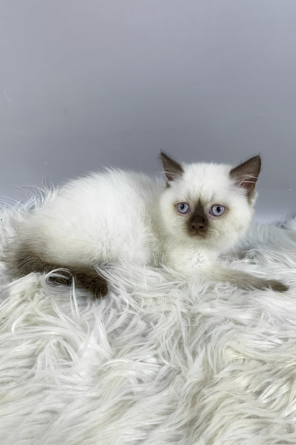 Coco | British Shorthair Kitten
