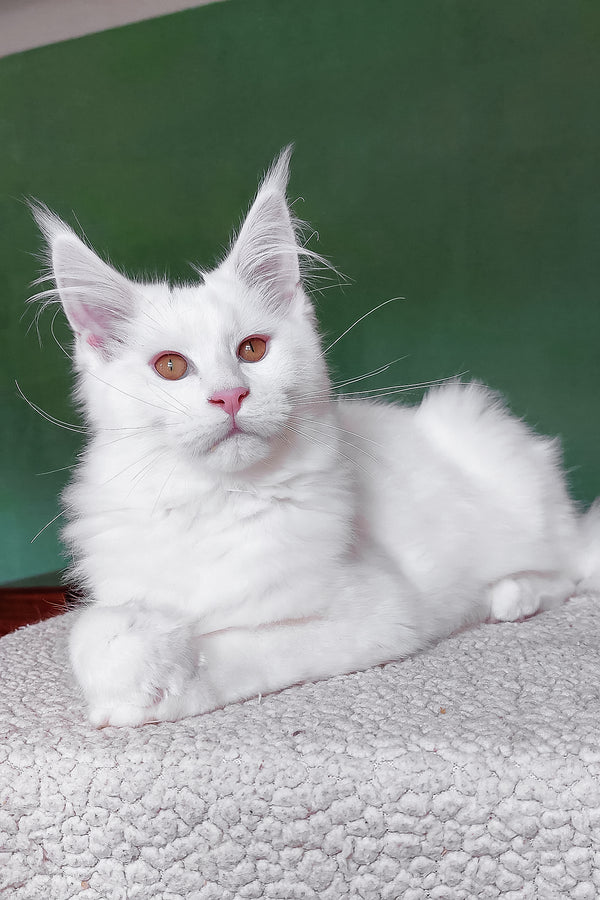 Cocos | Maine Coon Kitten