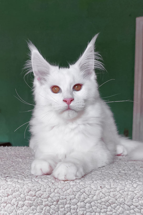 Cocos | Maine Coon Kitten