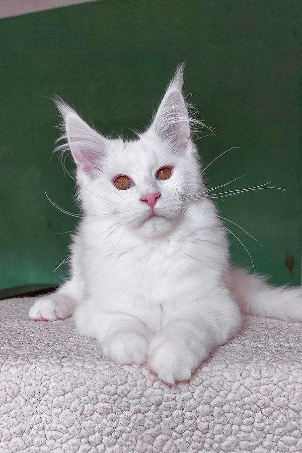 Cocos | Maine Coon Kitten
