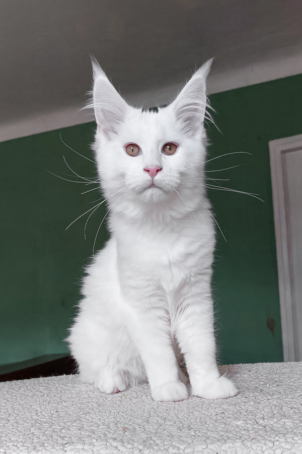 Cocos | Maine Coon Kitten