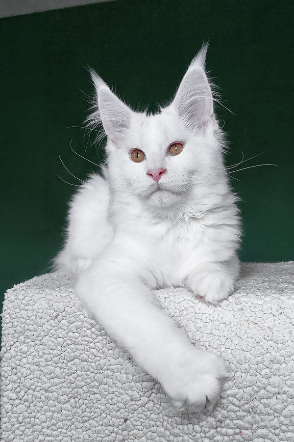 Cocos | Maine Coon Kitten