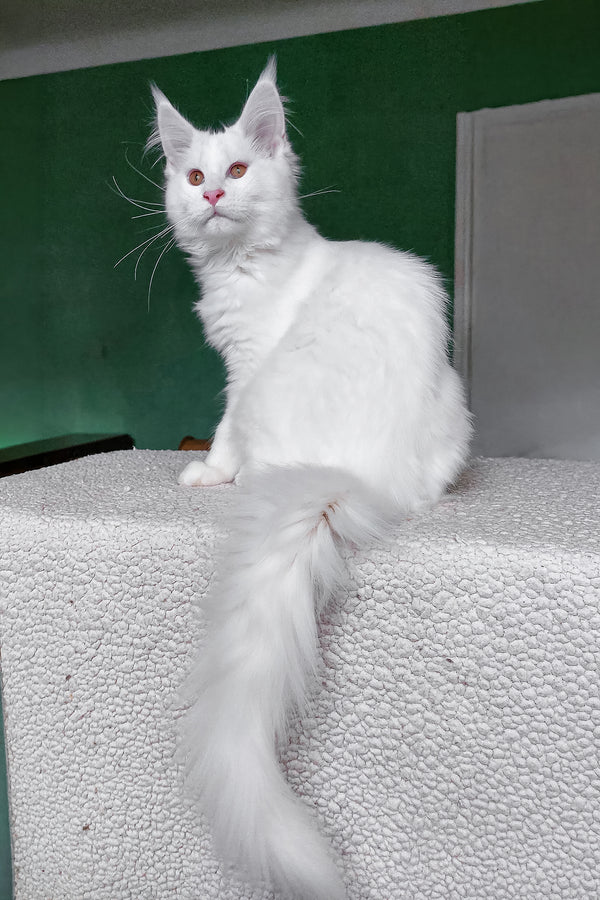Cocos | Maine Coon Kitten