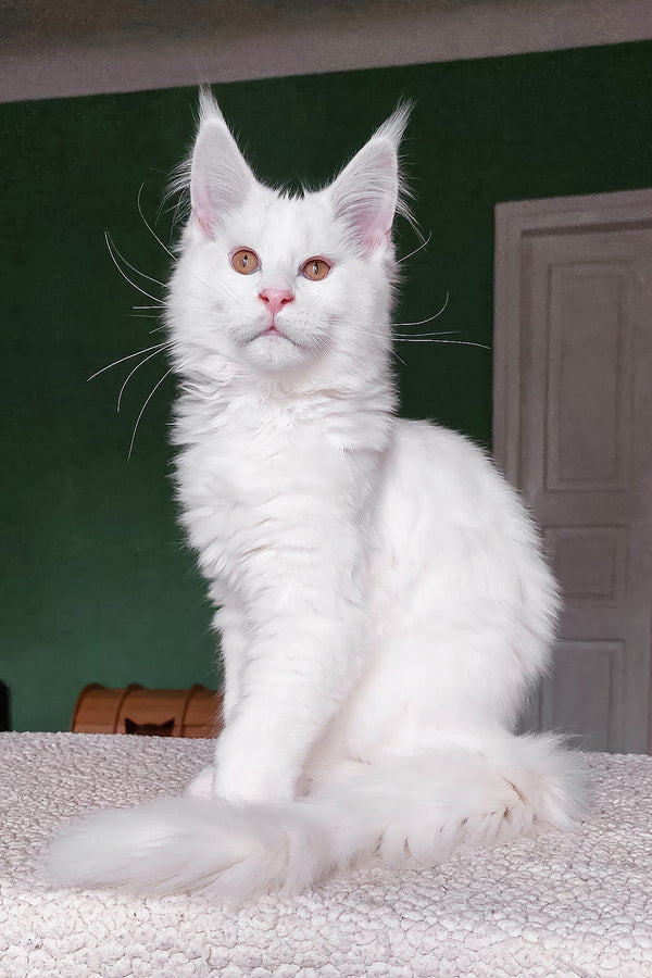 Cocos | Maine Coon Kitten