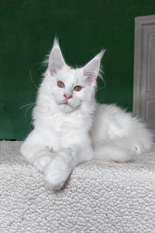 Cocos | Maine Coon Kitten