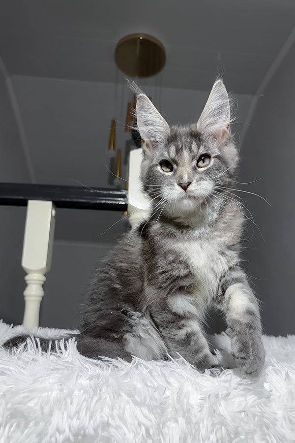 Cody | Maine Coon Kitten