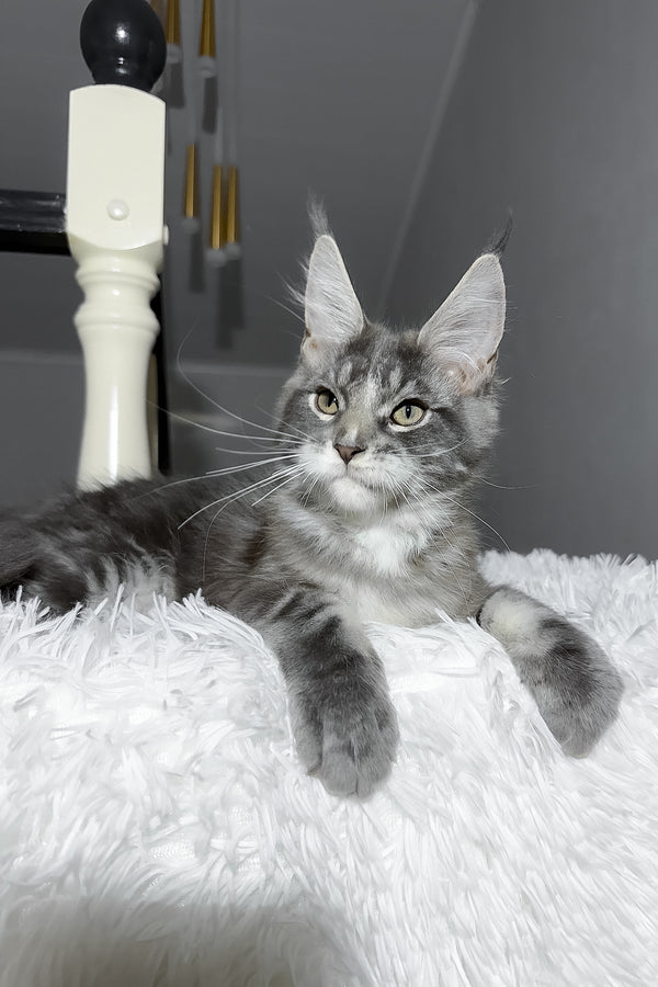 Cody | Maine Coon Kitten