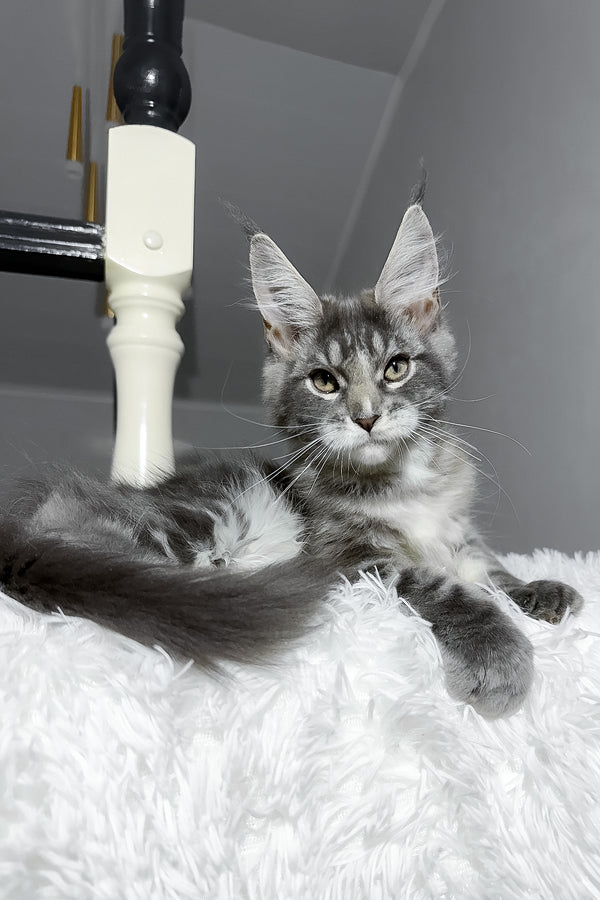 Cody | Maine Coon Kitten