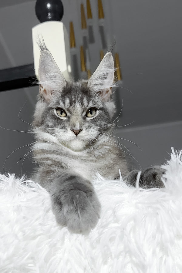 Cody | Maine Coon Kitten