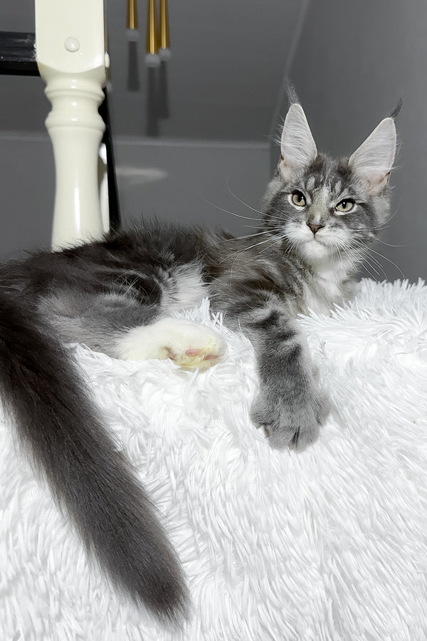 Cody | Maine Coon Kitten