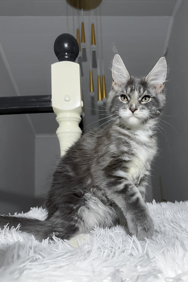 Cody | Maine Coon Kitten
