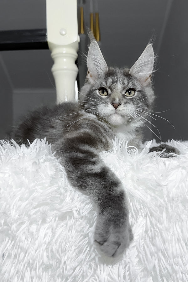 Cody | Maine Coon Kitten