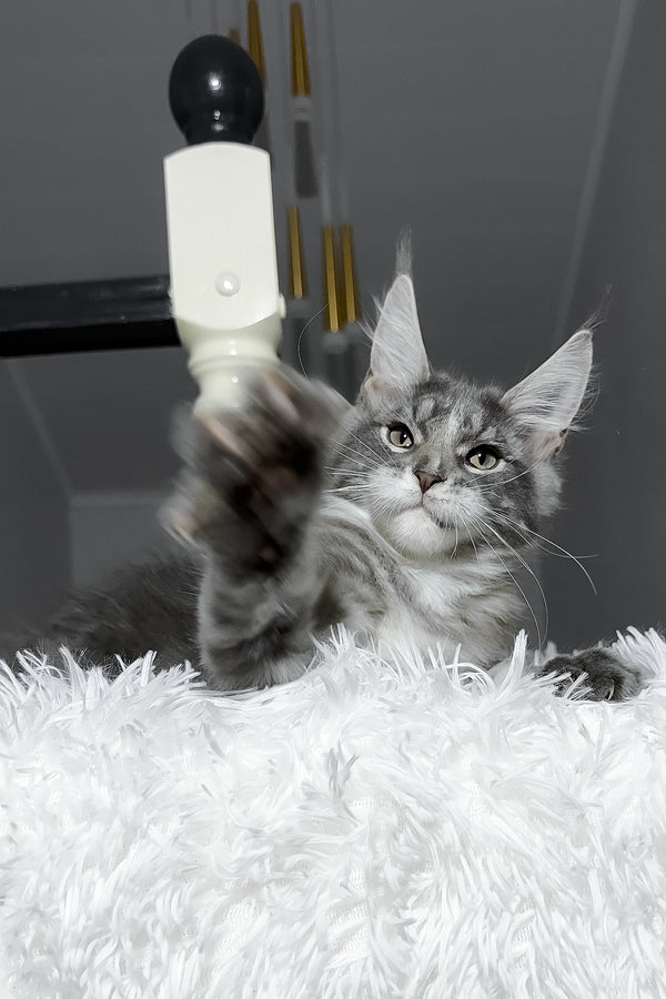 Cody | Maine Coon Kitten