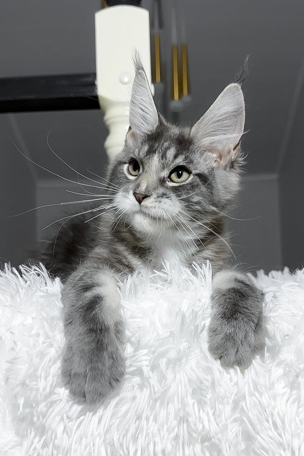 Cody | Maine Coon Kitten