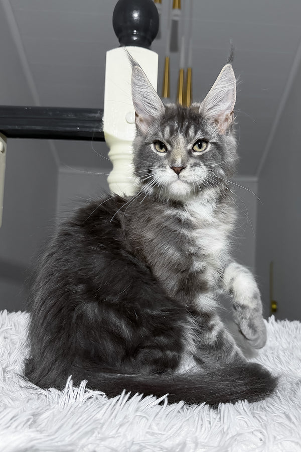 Cody | Maine Coon Kitten