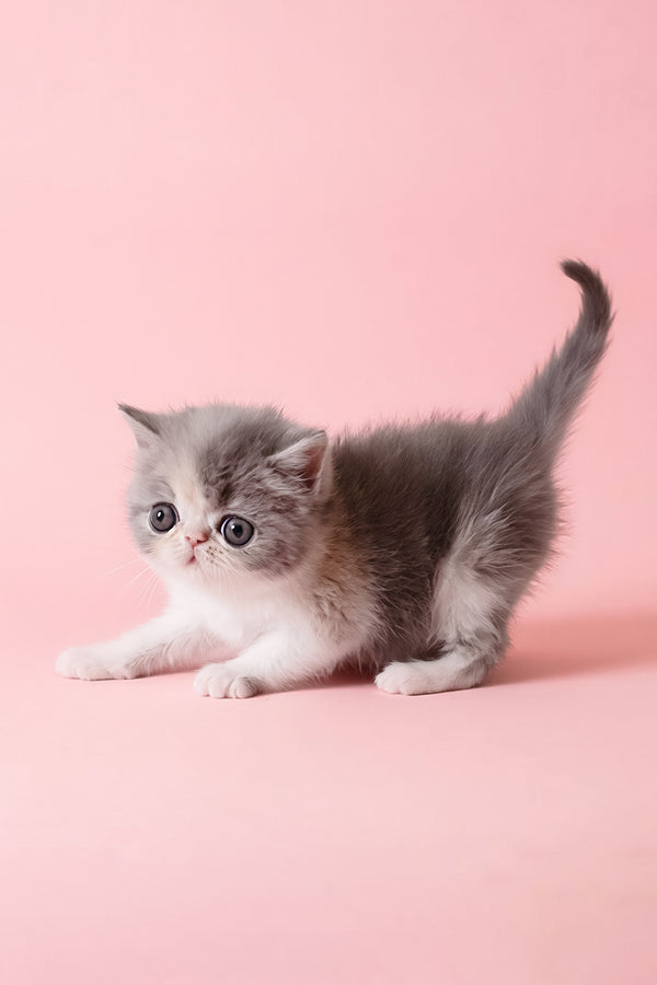 Confeta | Exotic Shorthair Kitten