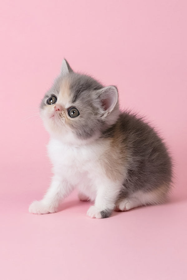 Confeta | Exotic Shorthair Kitten