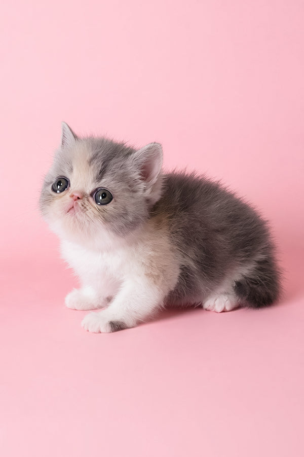 Confeta | Exotic Shorthair Kitten