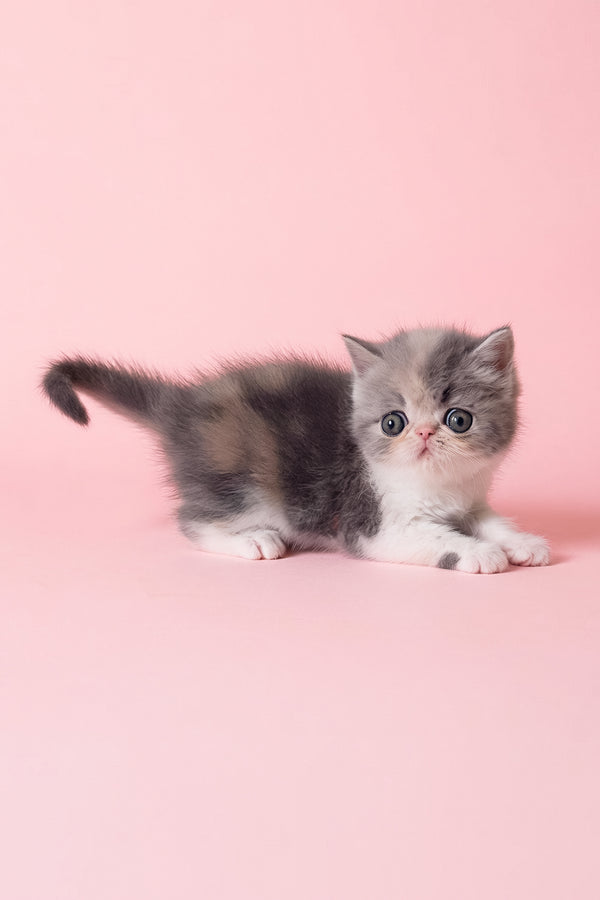 Confeta | Exotic Shorthair Kitten