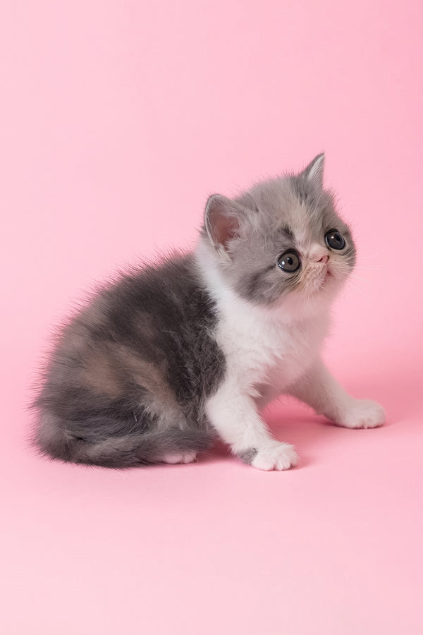 Confeta | Exotic Shorthair Kitten